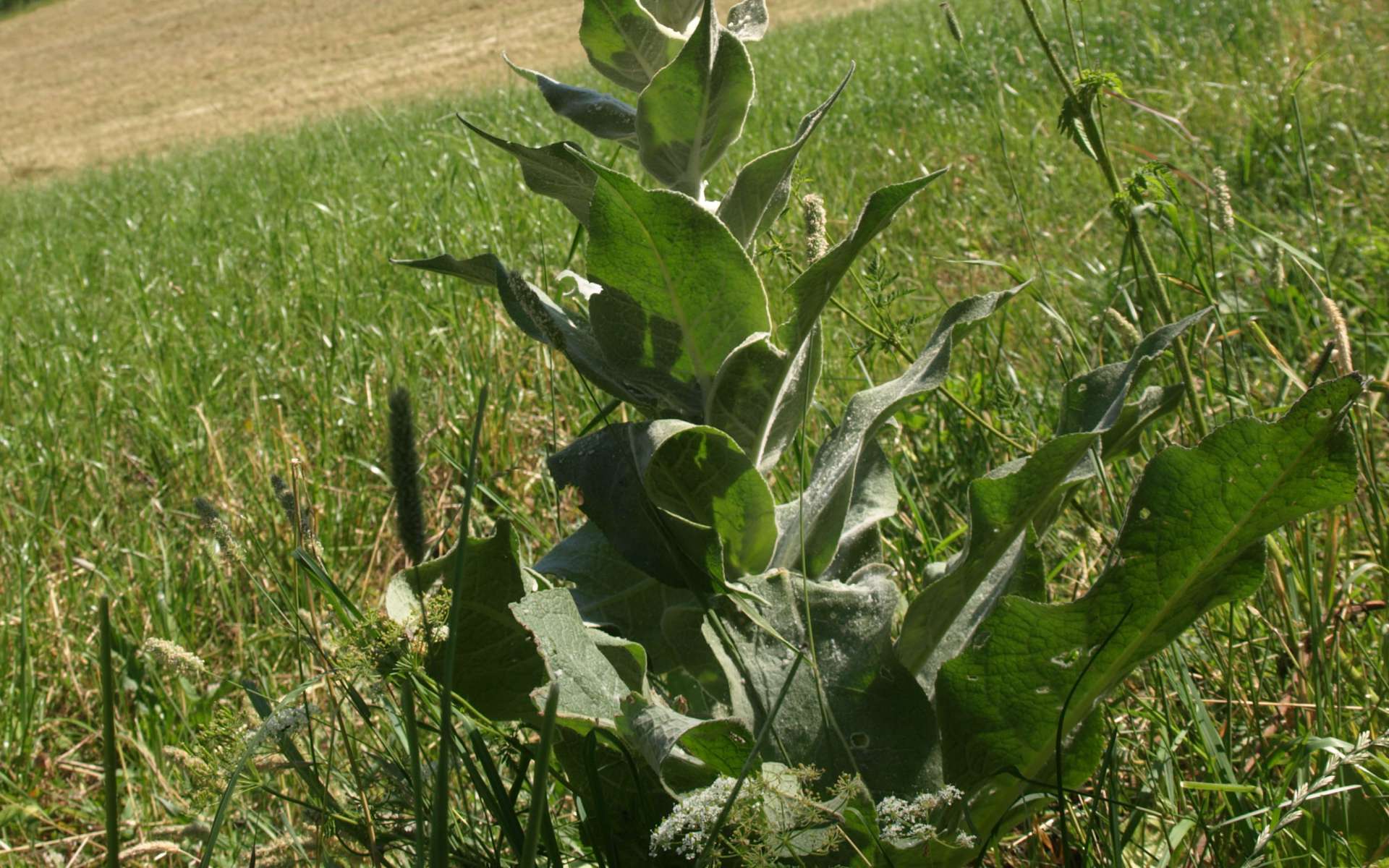 Molène - Bouillon blanc (Crédits : Sabine Meneut)