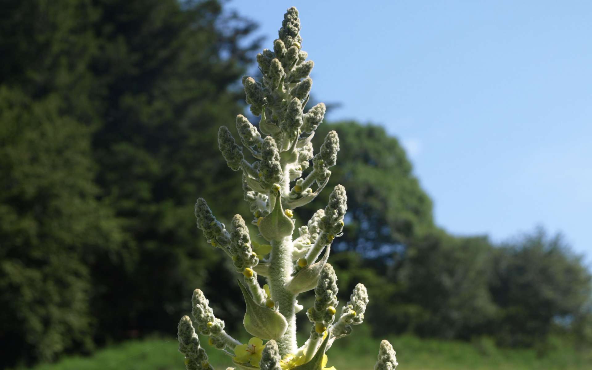 Molène - Bouillon blanc (Crédits : Sabine Meneut)