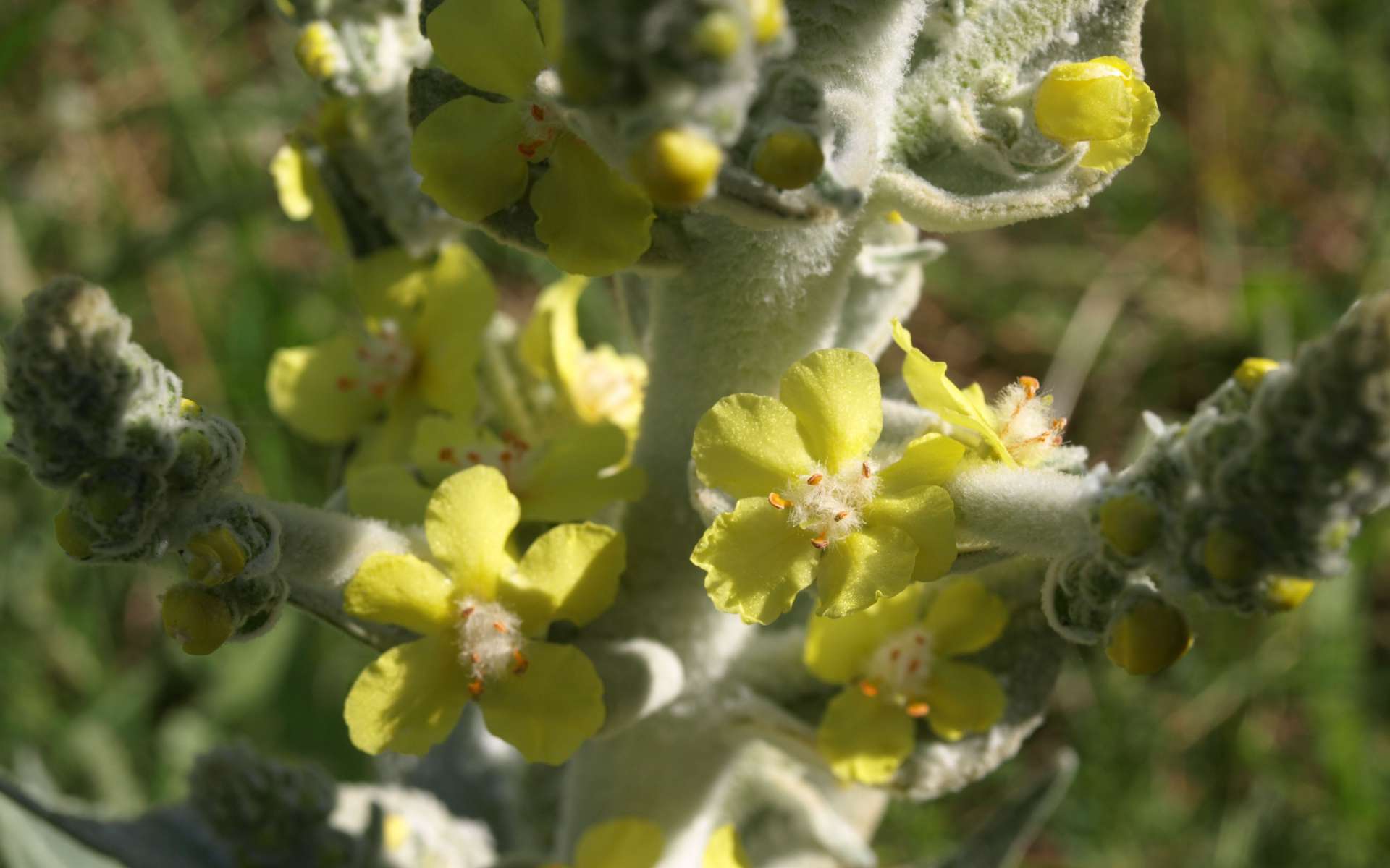 Molène - Bouillon blanc (Crédits : Sabine Meneut)