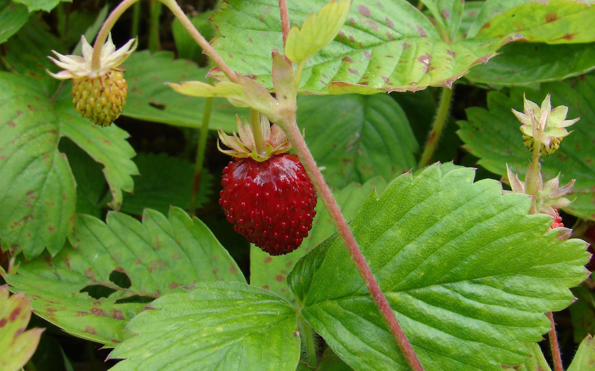 Fraisier sauvage - fruit (Crédits : Benoît Toussaint)