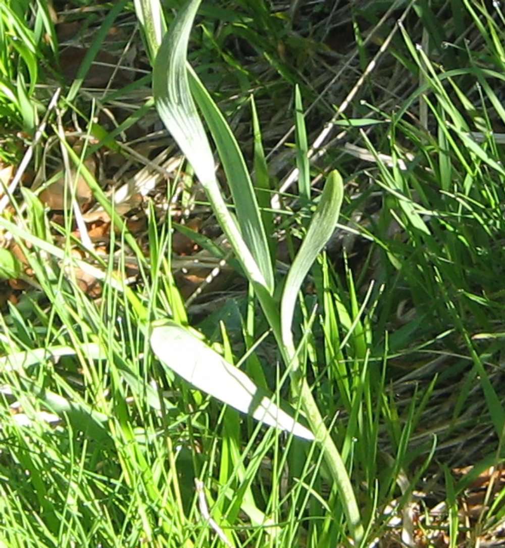 Fritillaire des Pyrénées (crédits: evelyne Liauzun)