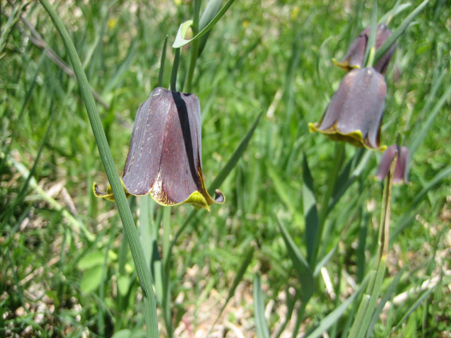 Fritillaire des Pyrénées (crédits: evelyne Liauzun)