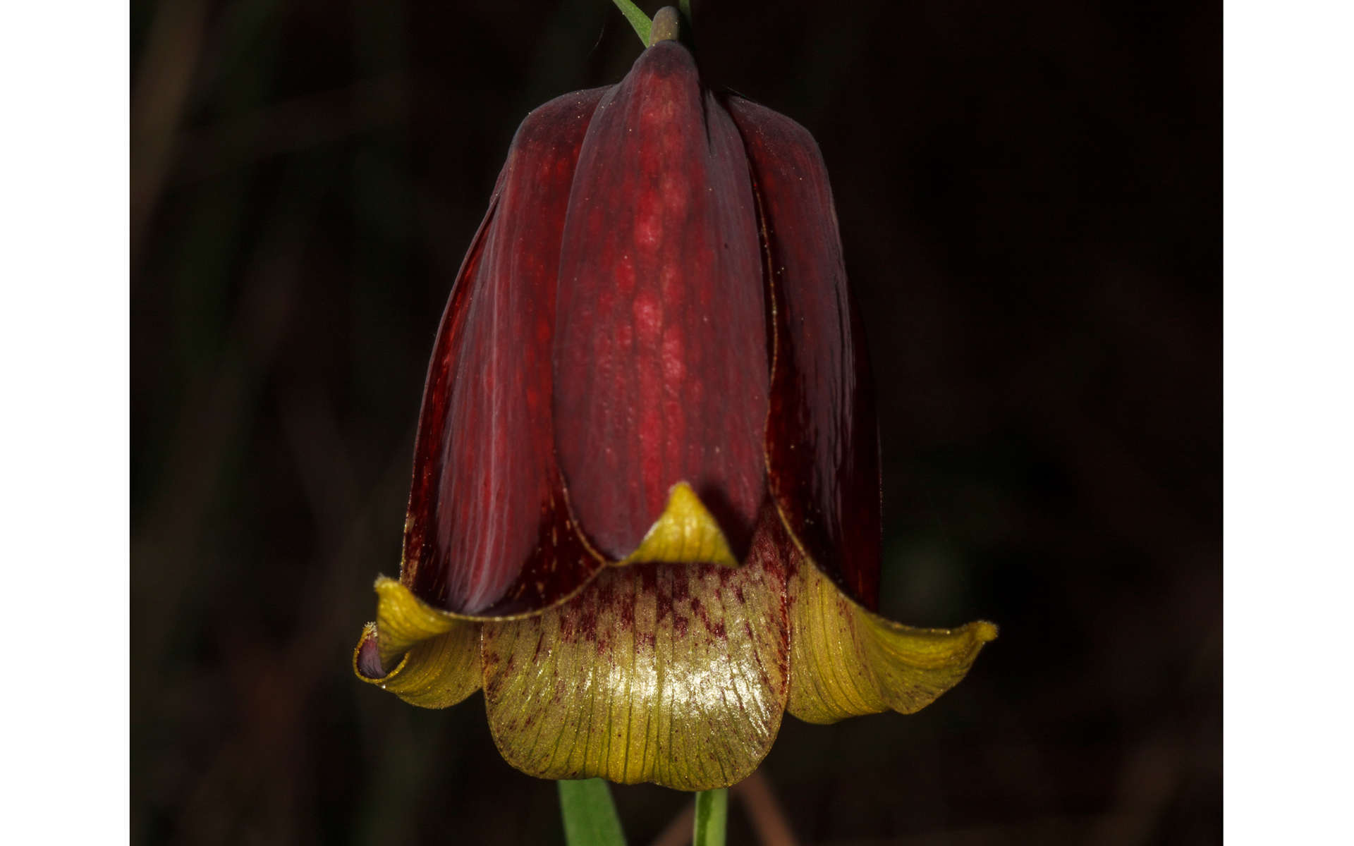 Fritillaire des Pyrénées (Crédits: Mario Quevedo - Flickr) 