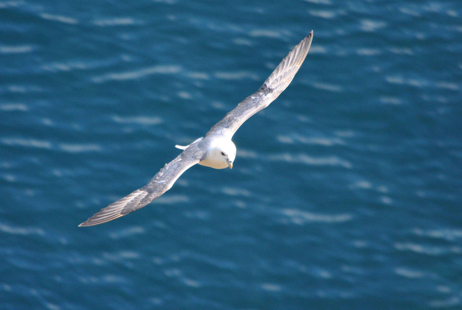 Fulmar boréal - Crédit: photothèque Bretagne Vivante-sepnb