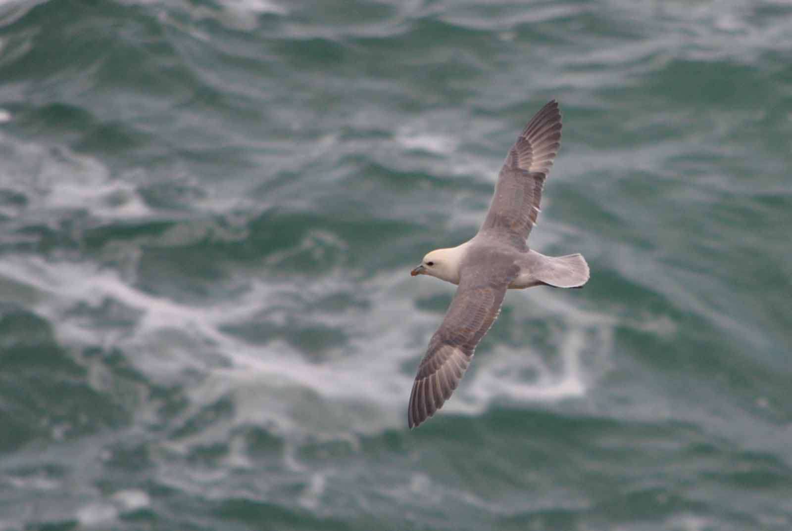 Fulmar boréal - Crédit: photothèque Bretagne Vivante-sepnb