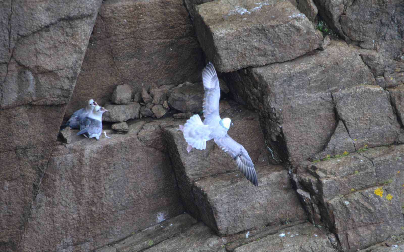 Fulmar boréal - Crédit: photothèque Bretagne Vivante-sepnb