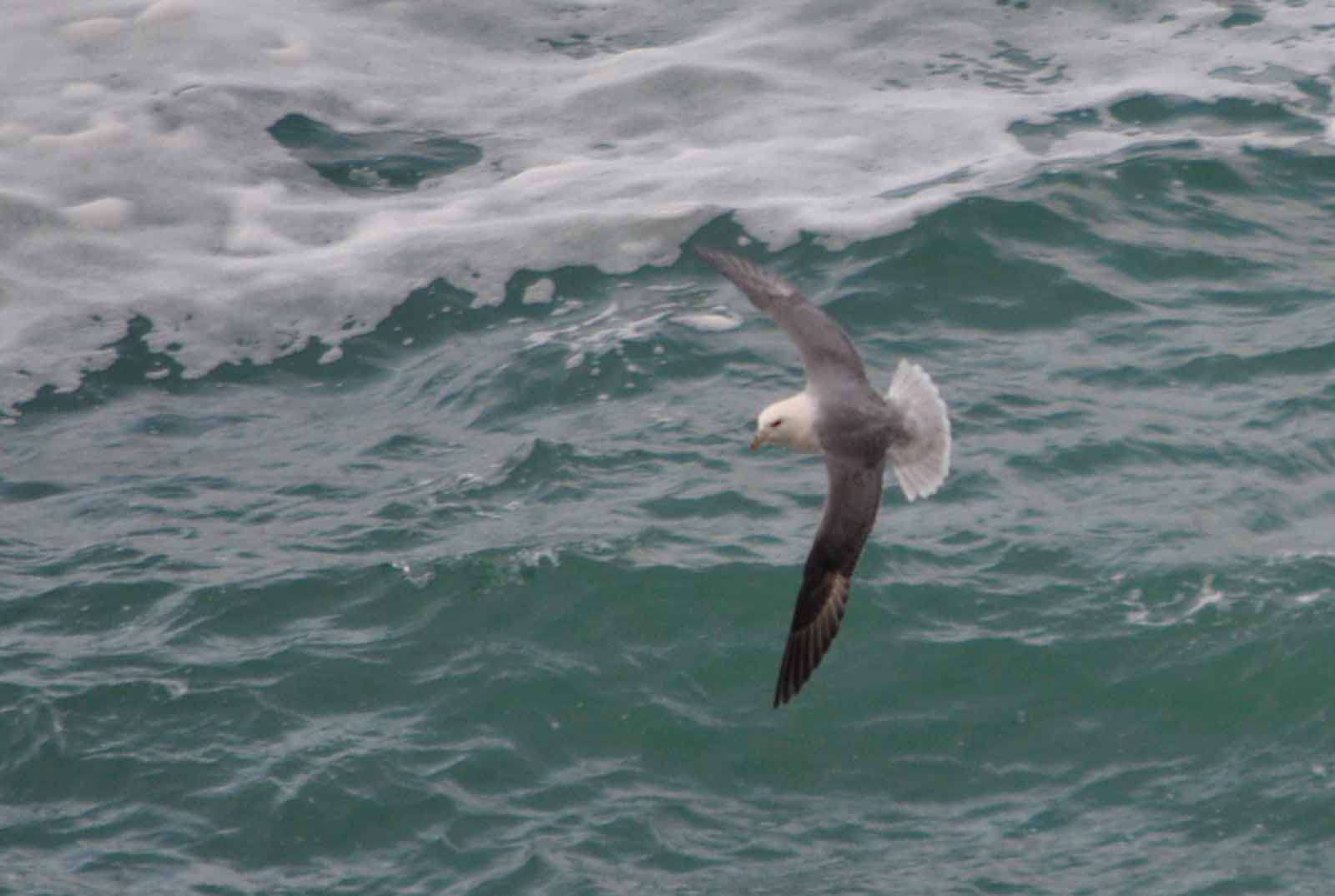 Fulmar boréal - Crédit: photothèque Bretagne Vivante-sepnb