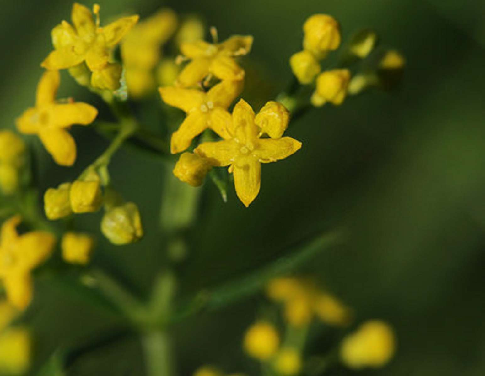 Fleurs de Galium verum  (© : Björn S - Flickr)