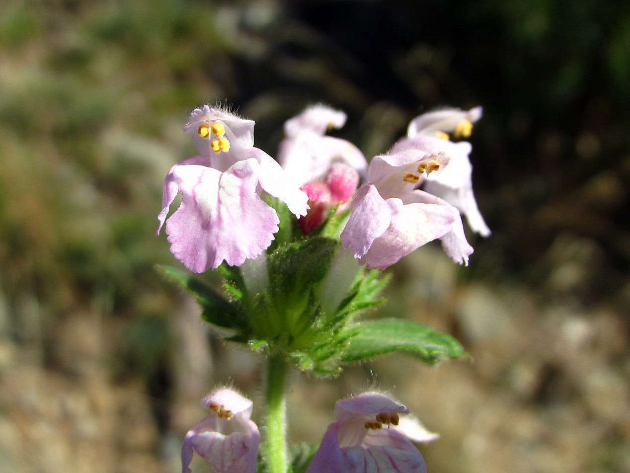 Galeopsis intermédiaire © Flickr, Joan Simon