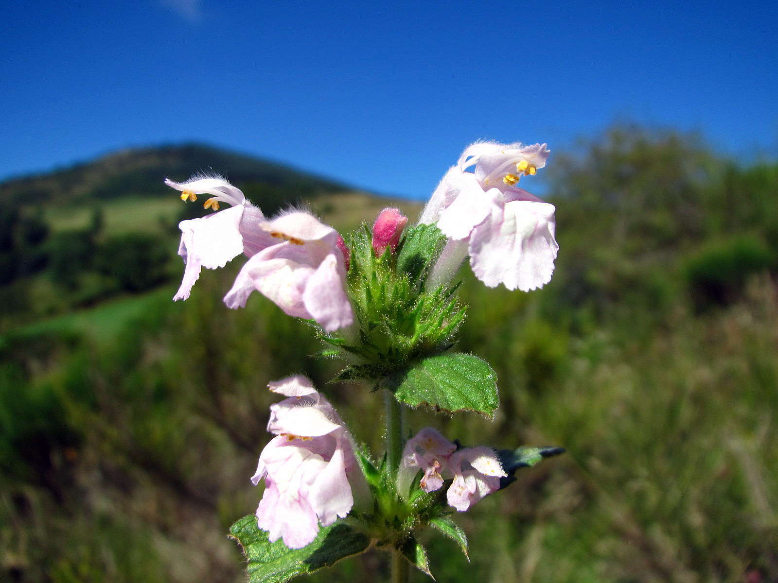 Galeopsis intermédiaire © Flickr, Joan Simon