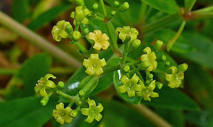 Rubia tinctoria (crédit: H-Zell)