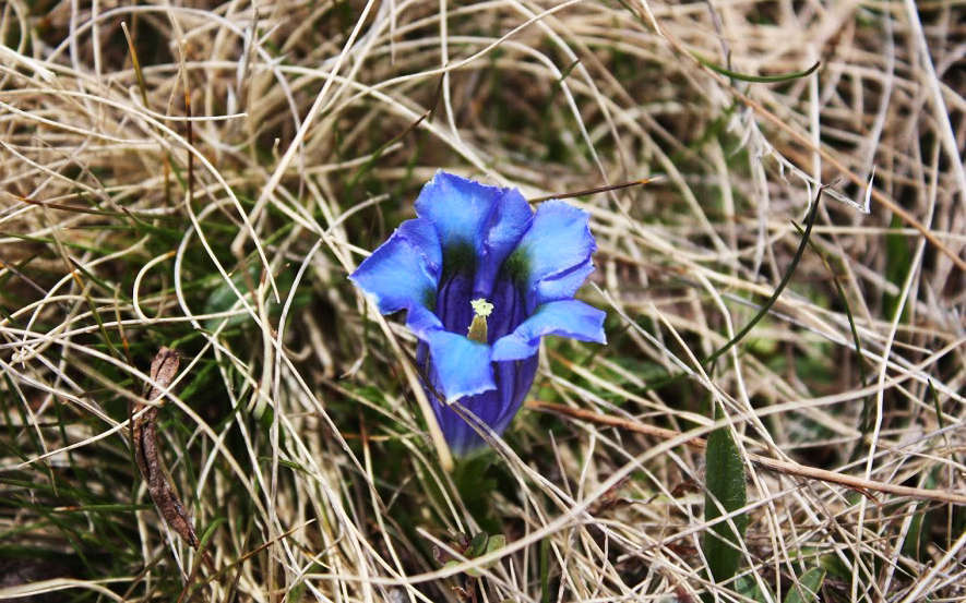 Gentiane acaule - fleur (Crédits : Cyril Gautreau)