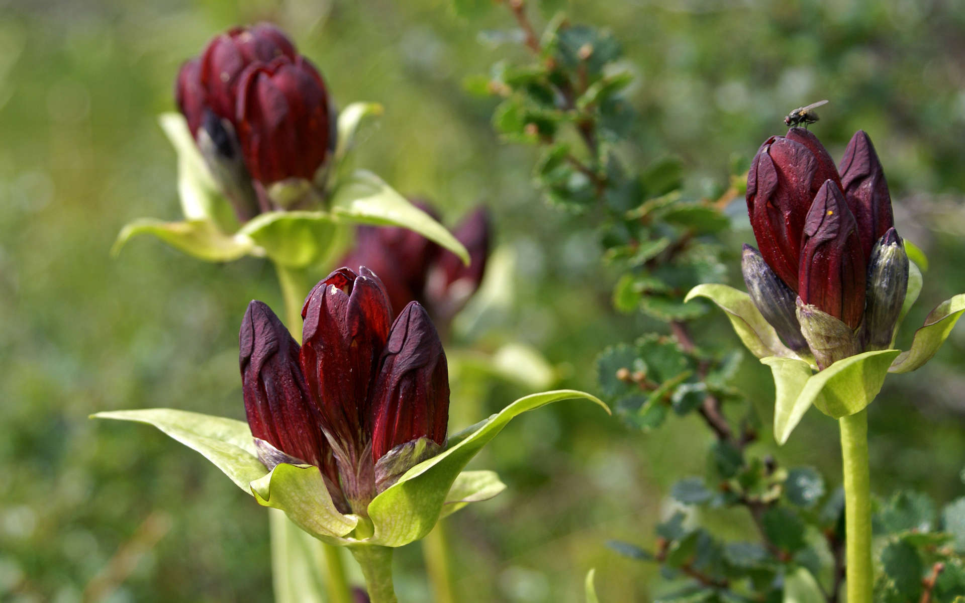 Gentiane pourpre (Crédits: Randi Hausken - Flickr)