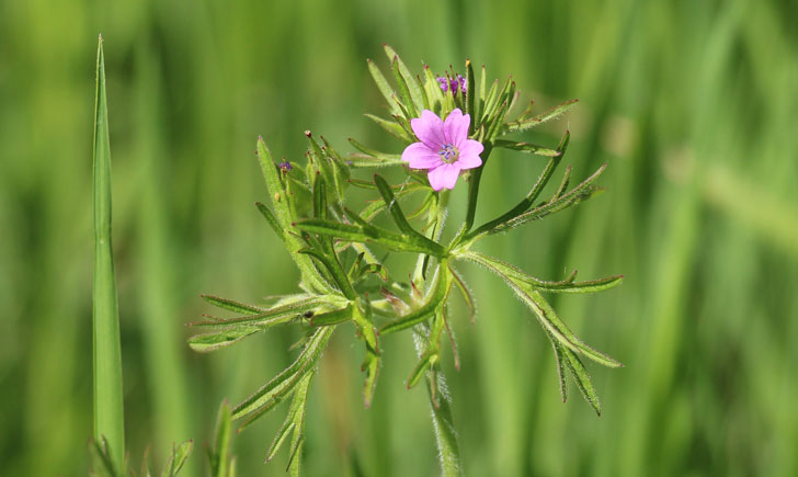 Géranium découpé (crédit: Quessoy)