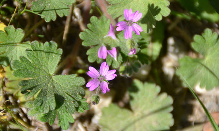 Géranium à feuilles molles (Lugdivine BORELLO)