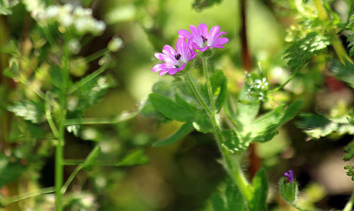 Géranium à feuilles molles