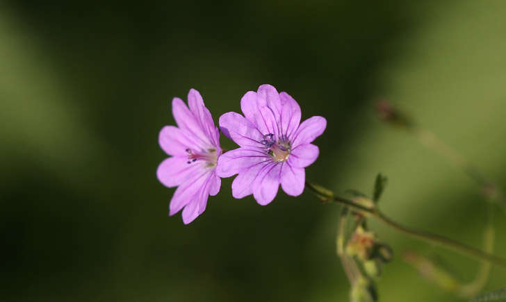 Géranium à feuilles molles