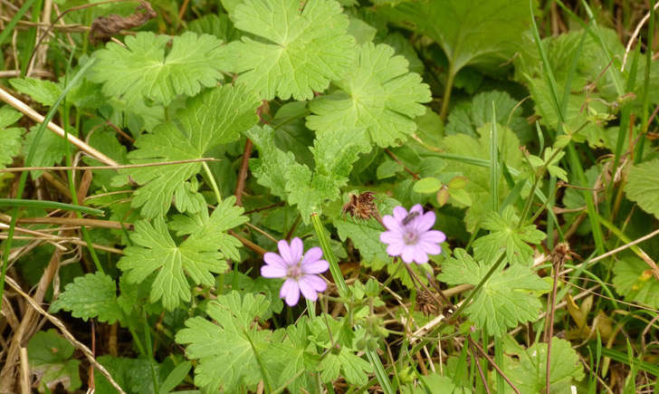 Géranium à feuilles molles