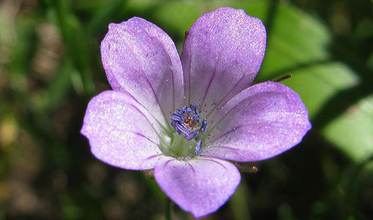 Géranium colombin. Crédits : Jacintha Iluch Valero - Flickr