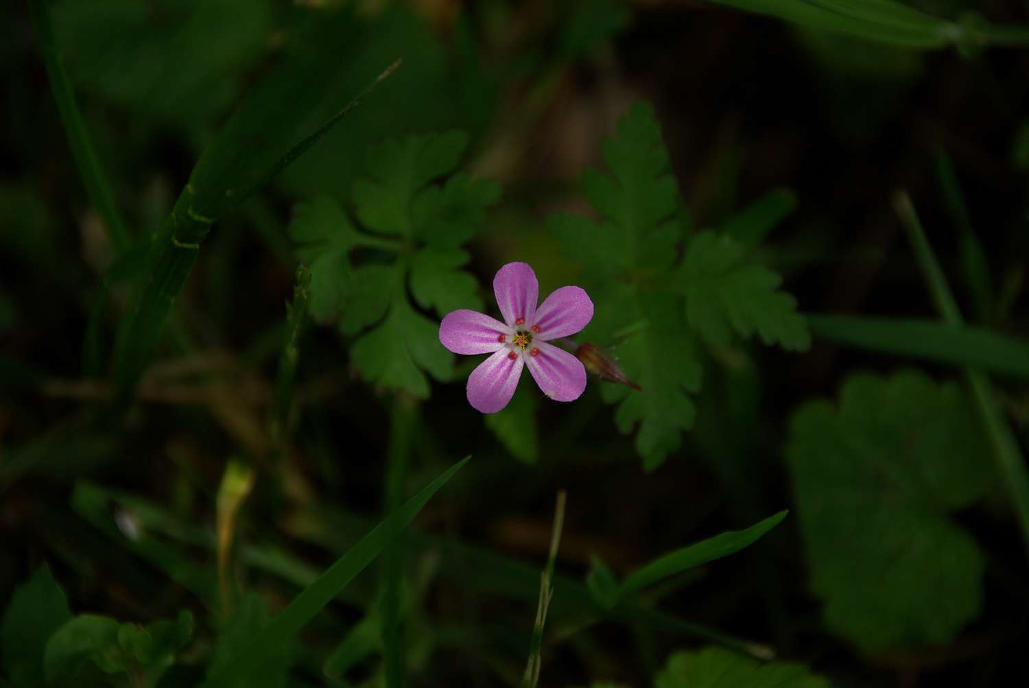 Géranium herbe à robert