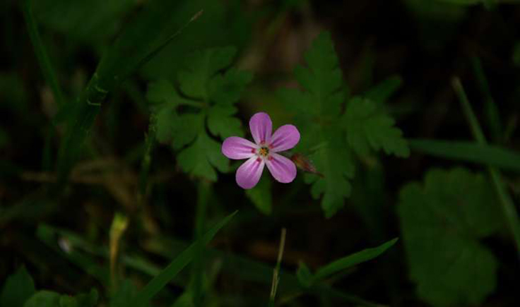 Géranium herbe-à-Robert