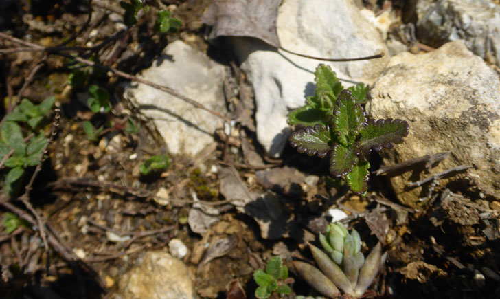 Teucrium chamaedrys (crédit: Toulourenc Horizon)