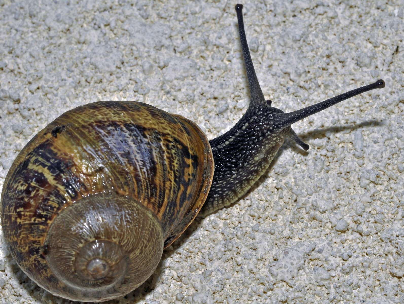 Petit-gris (Helix aspersa) © Gery Parent - Flickr