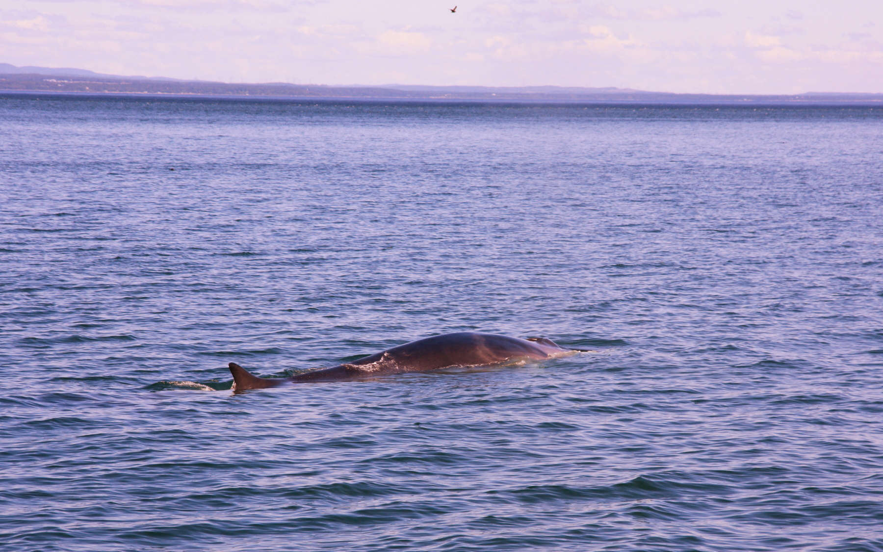 Rorqual commun (Crédits : Glynniqua - Flickr)