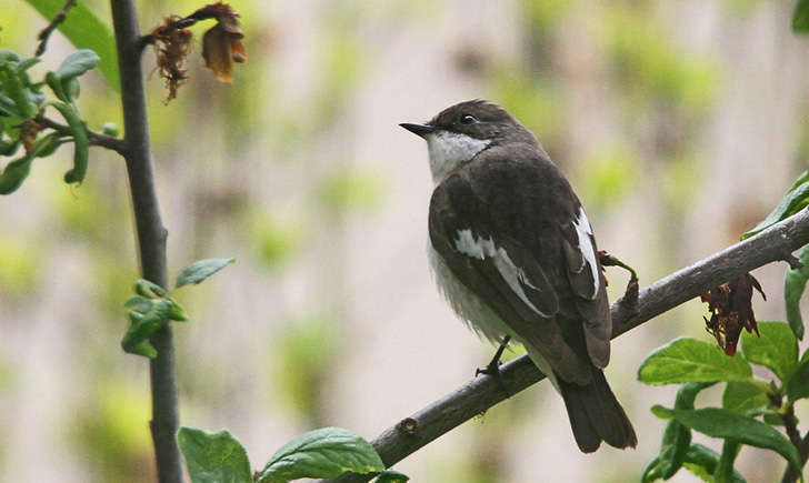 Gobemouche noir (Crédits : Lingouvernable)