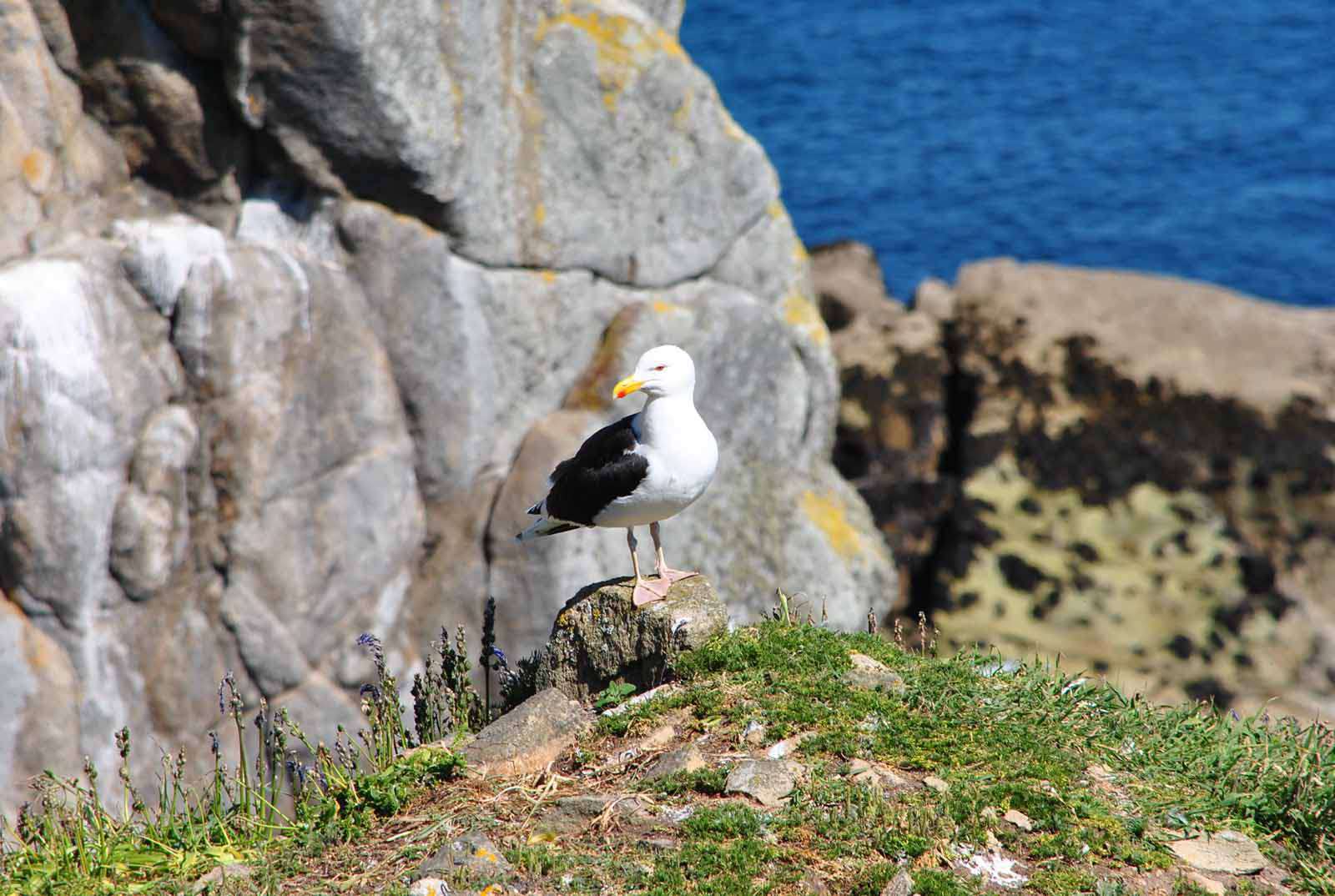 goéland marin - Crédit: photothèque Bretagne Vivante-sepnb