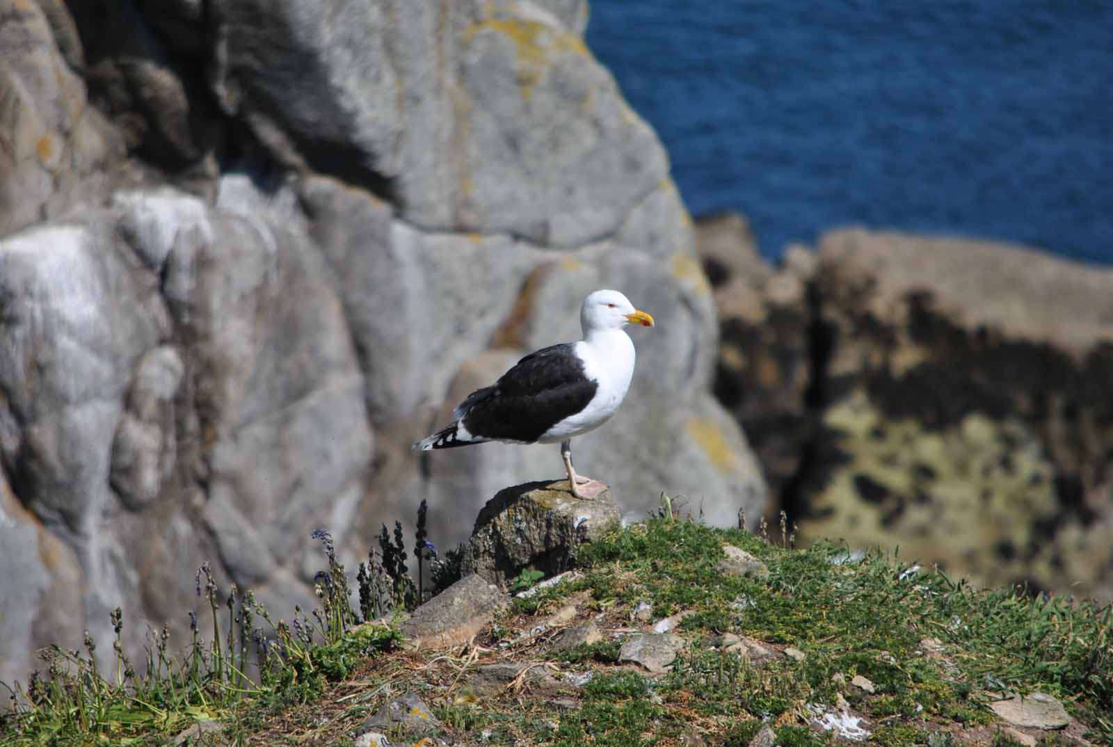 goéland marin - Crédit: photothèque Bretagne Vivante-sepnb