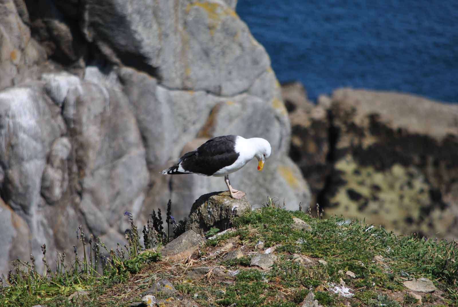 goéland marin - Crédit: photothèque Bretagne Vivante-sepnb