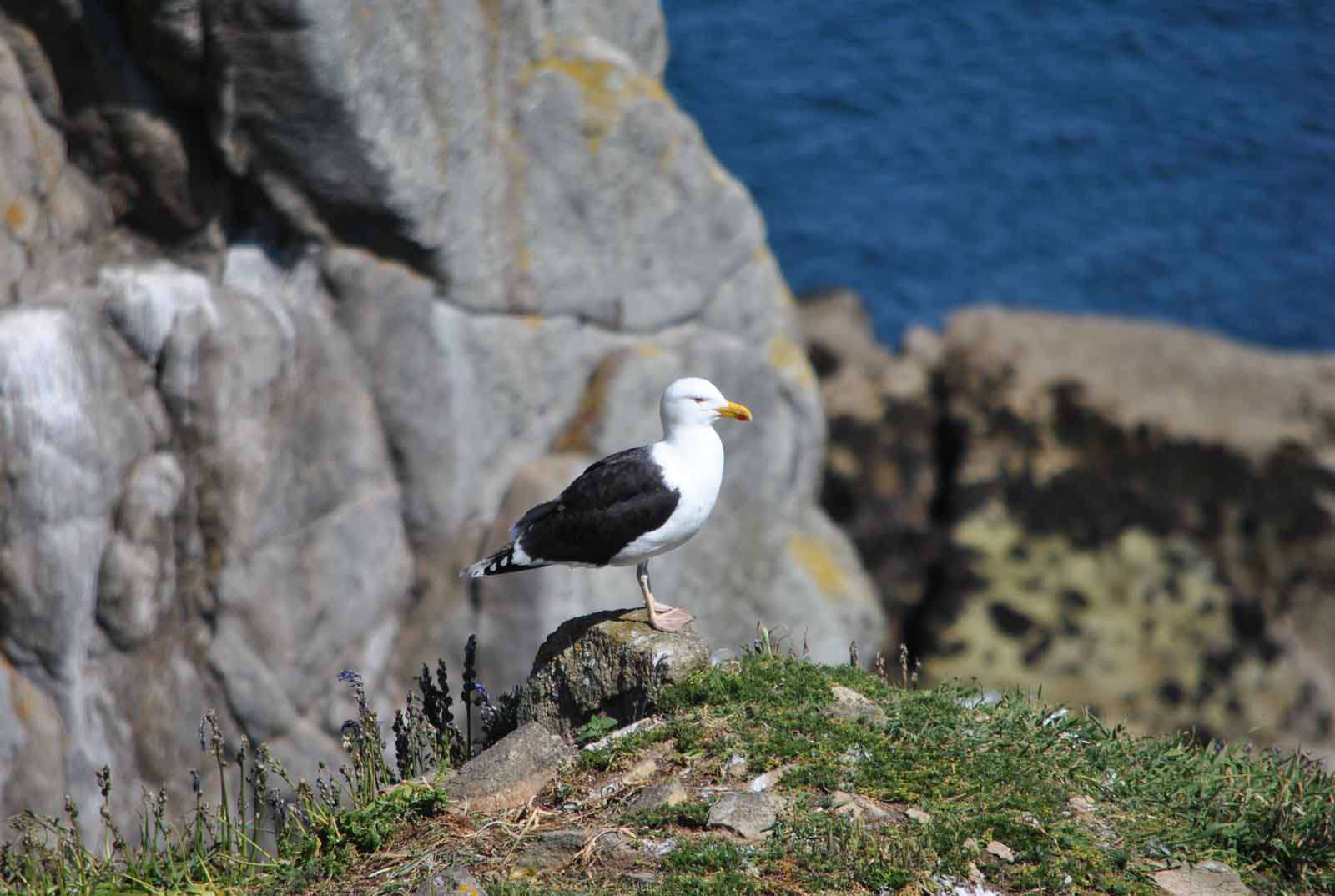 goéland marin - Crédit: photothèque Bretagne Vivante-sepnb