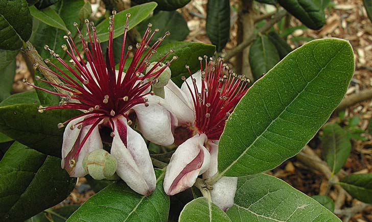 Fleurs et feuilles du goyavier de Montevideo (Crédits : Dick Culbert)