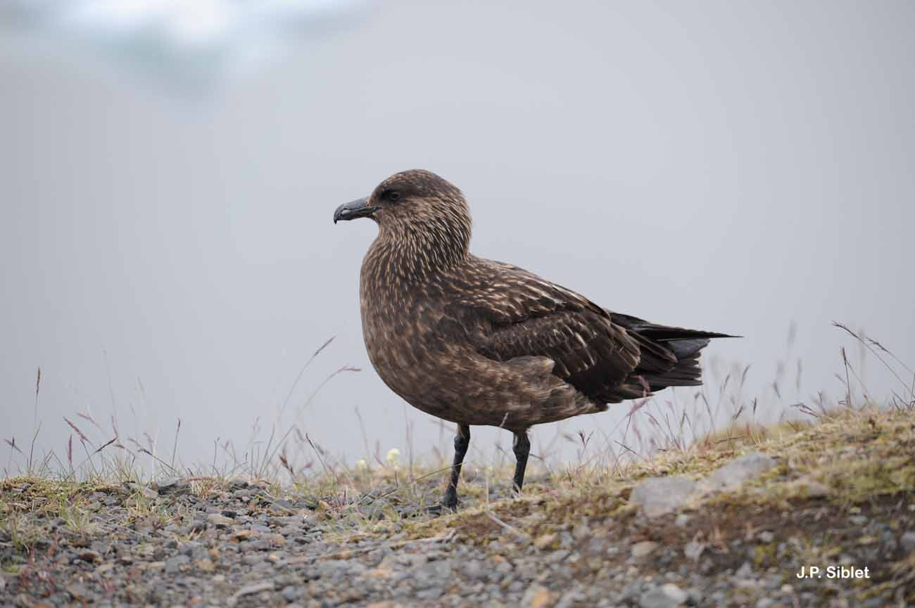 Grand Labbe - Stercorarius skua