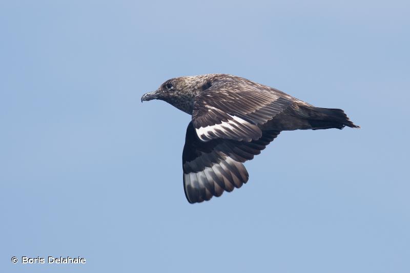 Grand Labbe - Stercorarius skua