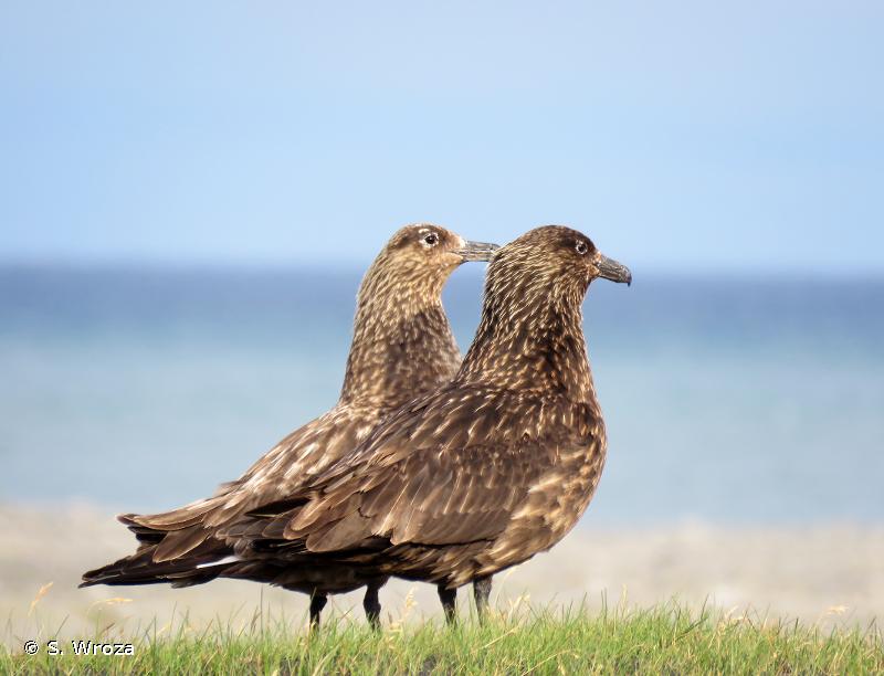 Grand Labbe - Stercorarius skua