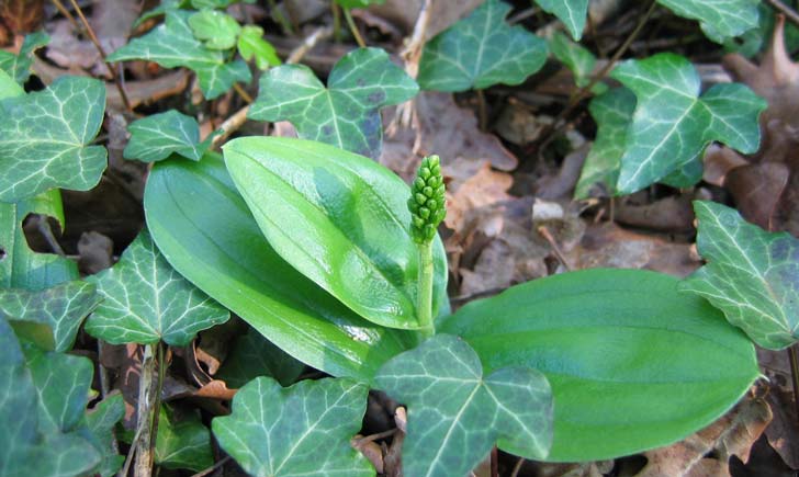 Grande-Listère---listera-ovata---credit-RNN-la-Bassée