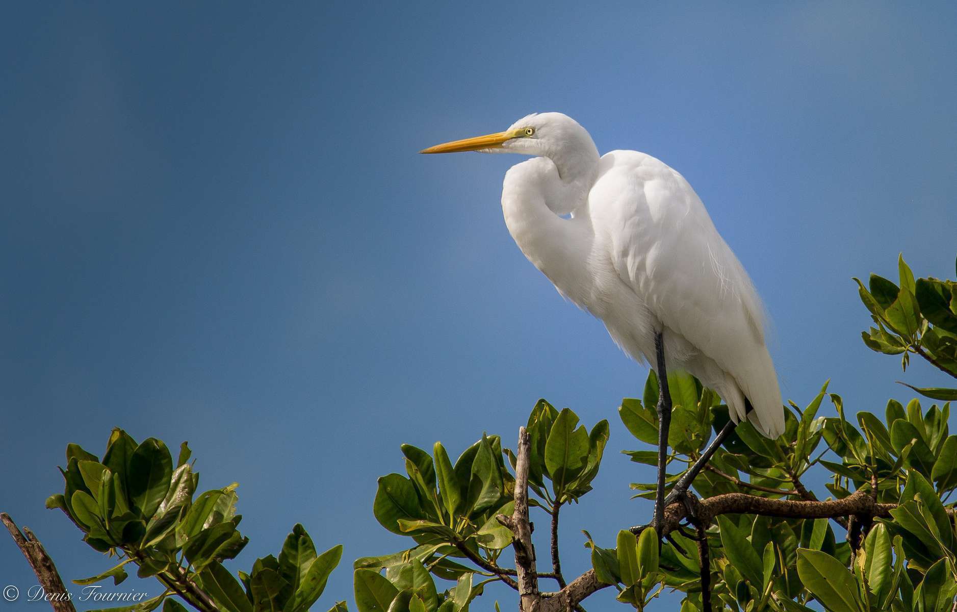 Grande aigrette (Ardea alba)