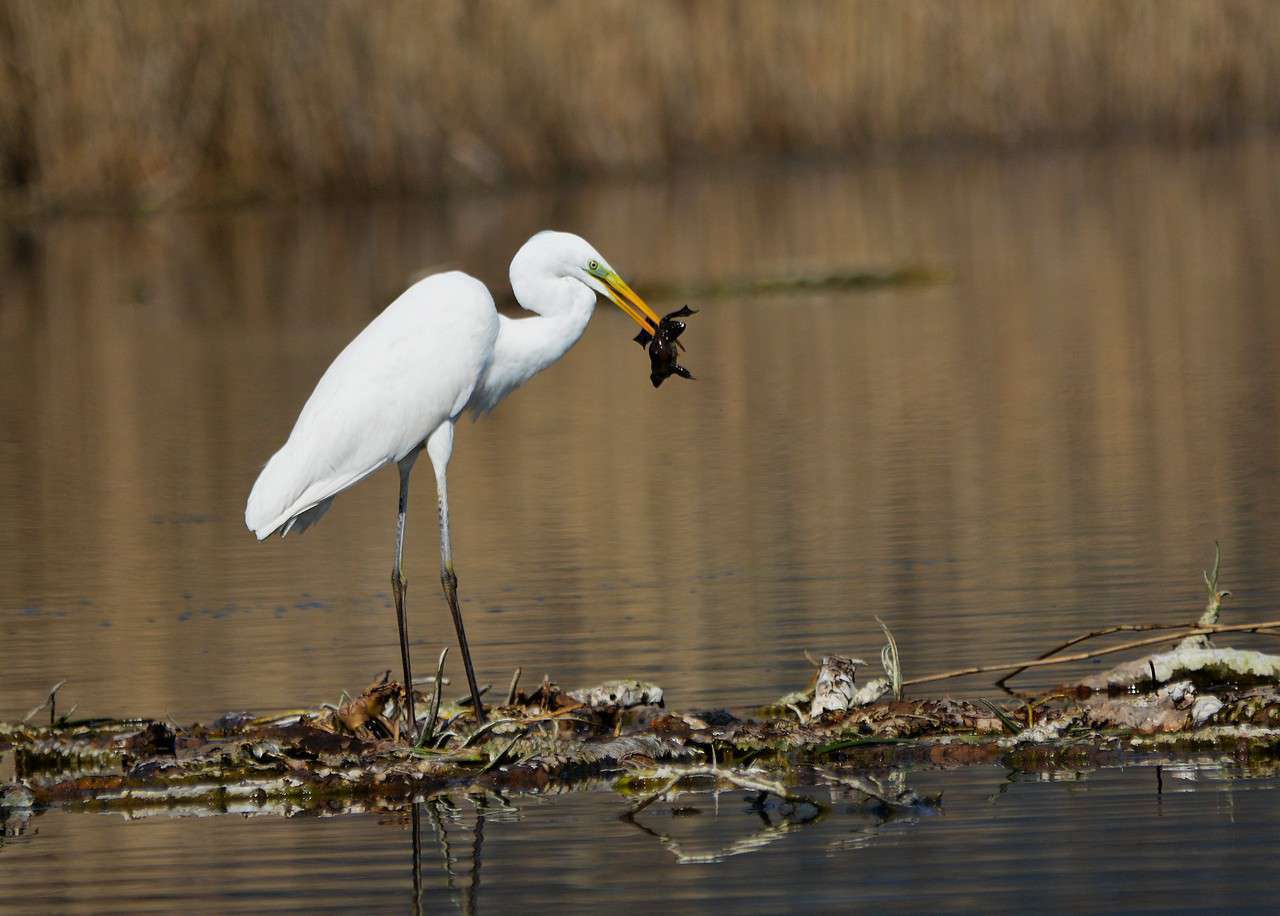 Grande aigrette (Ardea alba) ayant capturé une proie