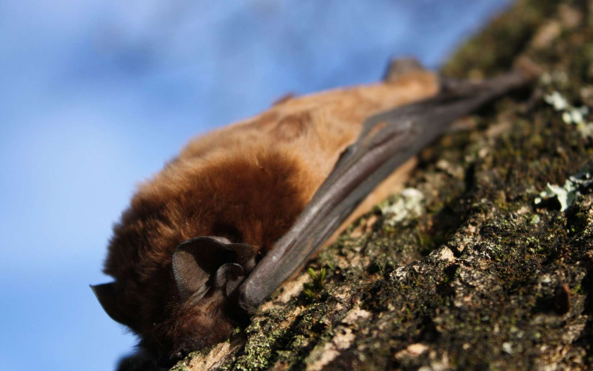 Grande noctule (Crédits: Jérône Fouert-Pouret)