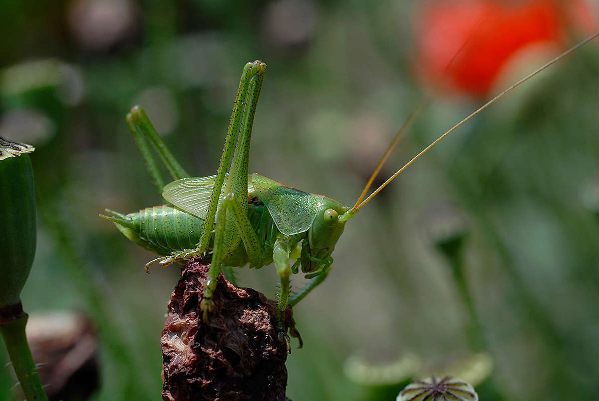 Grande sauterelle verte