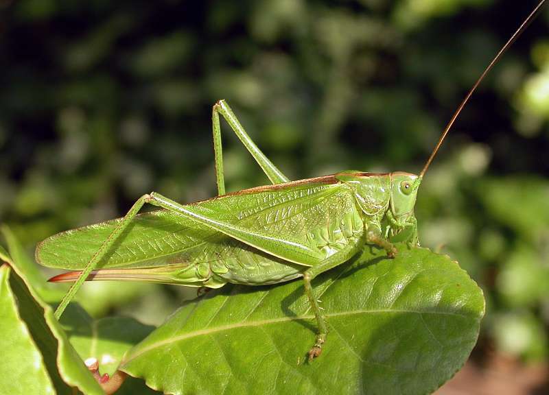 Grande sauterelle verte