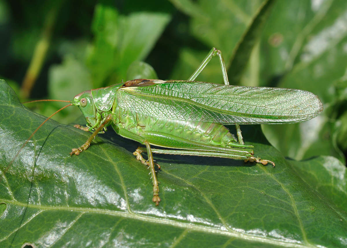 Grande sauterelle verte