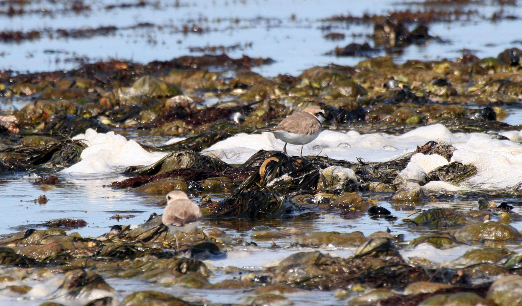 Gravelots à collier interrompu (Charadrius alexandrinus) sur des rochers