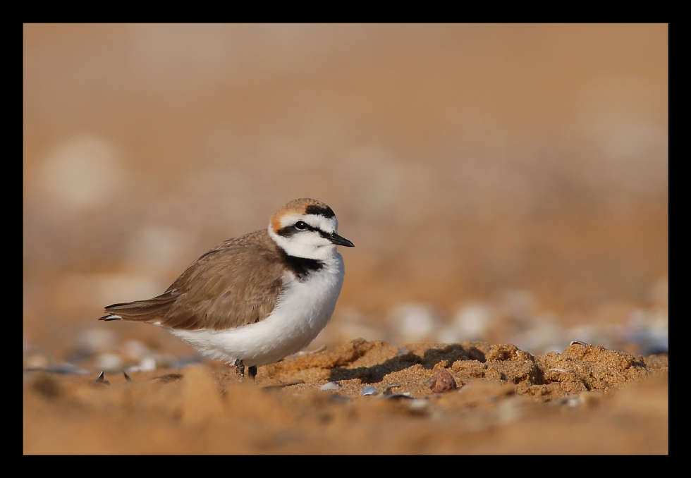 Gravelot à collier interrompu (Charadrius alexandrinus) mâle nuptiale