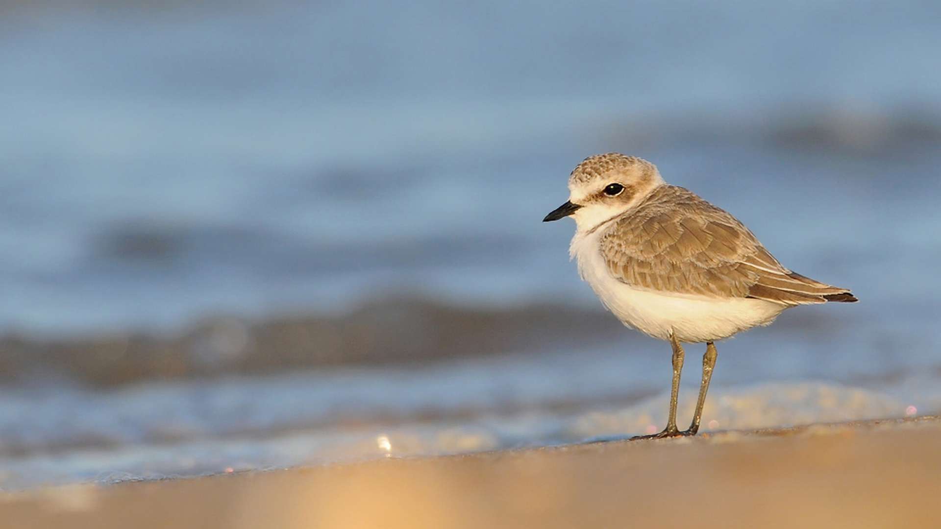 Gravelot à collier interrompu - femelle (Charadrius alexandrinus)