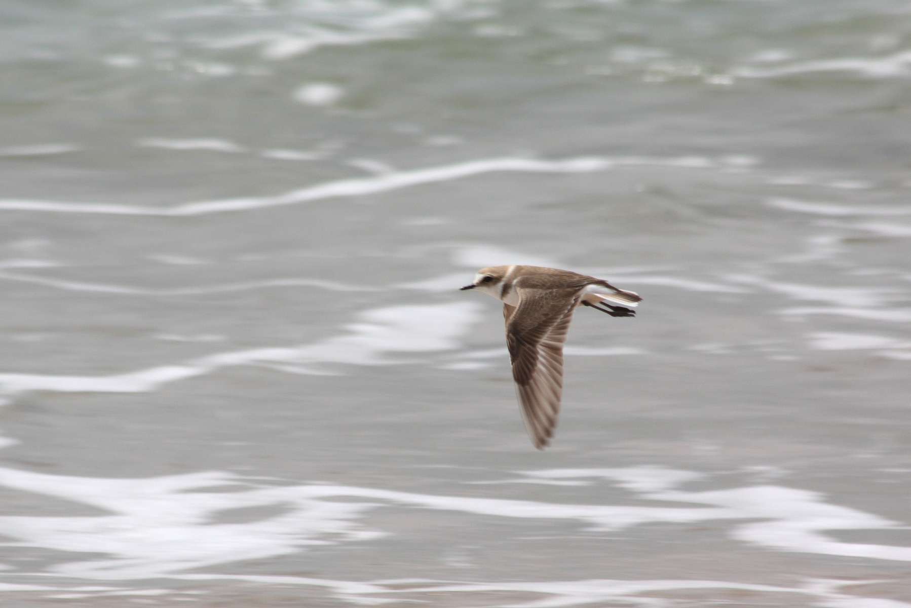 Gravelot à collier interrompu (Charadrius alexandrinus) en vol