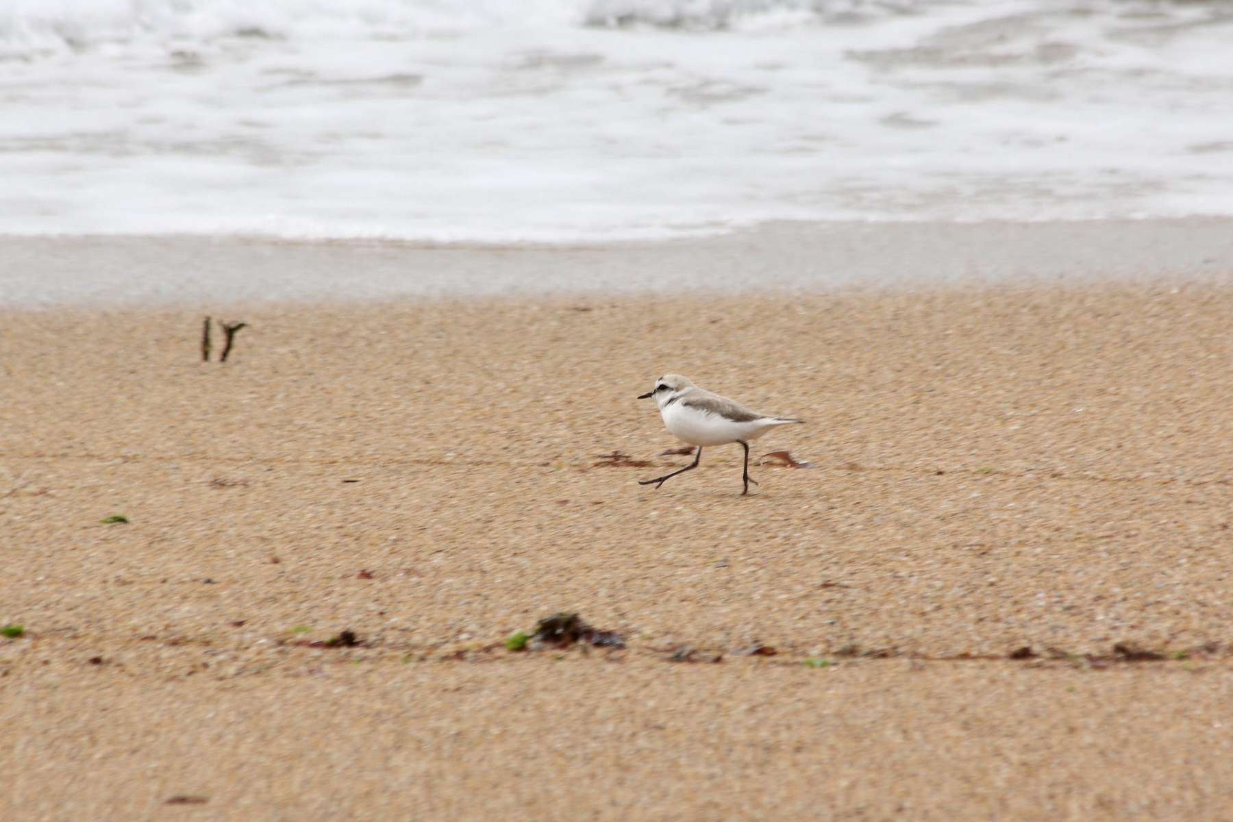 Gravelot à collier interrompu (Charadrius alexandrinus)