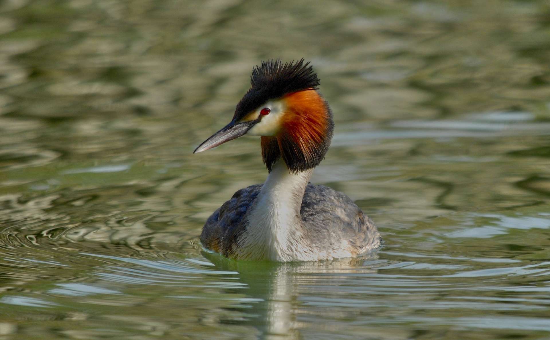 Grèbe huppé (Podiceps cristatus)